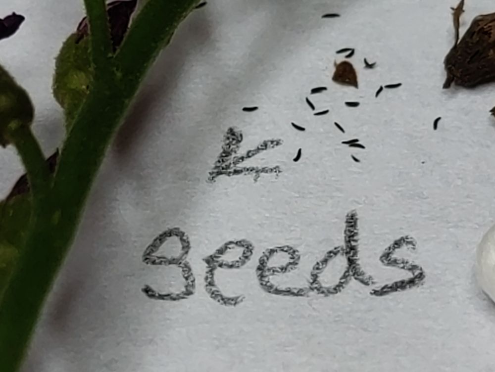 seeds.jpg