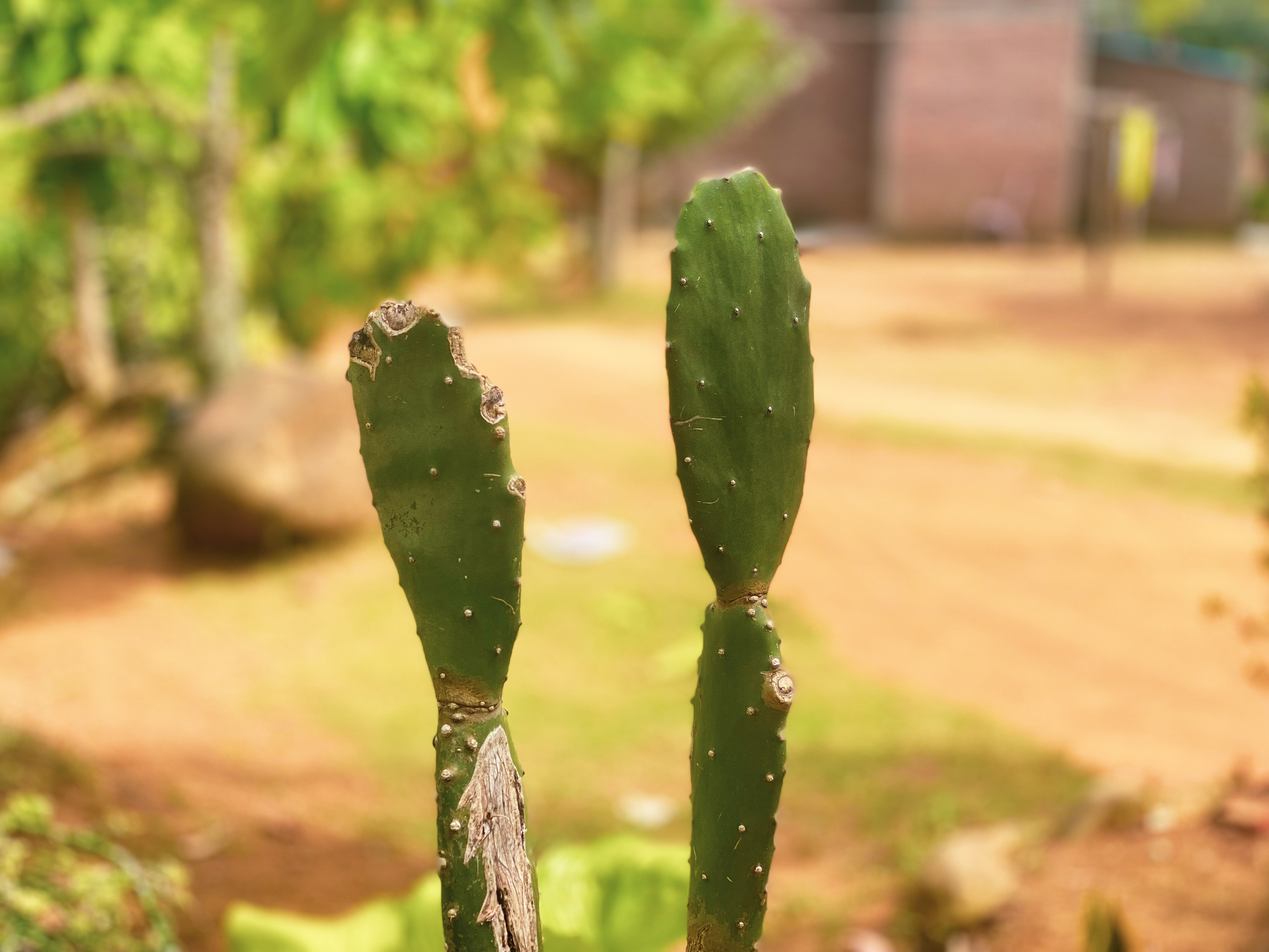 IMG_3382.jpeg