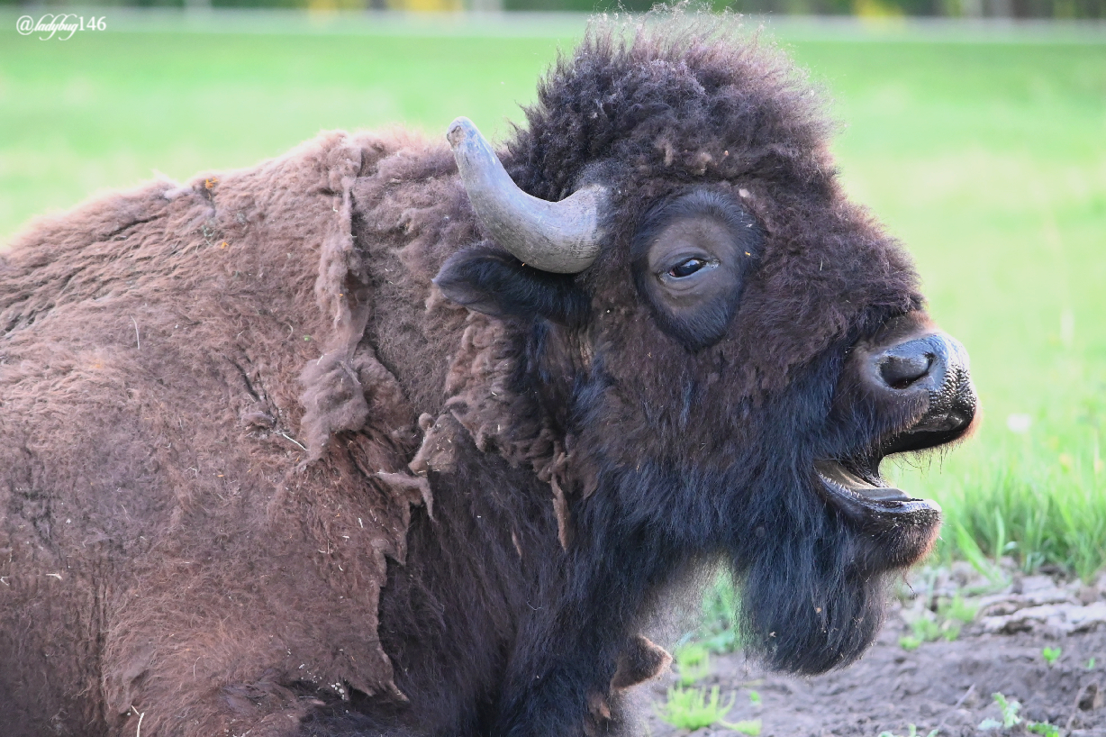 bison yawn.jpg