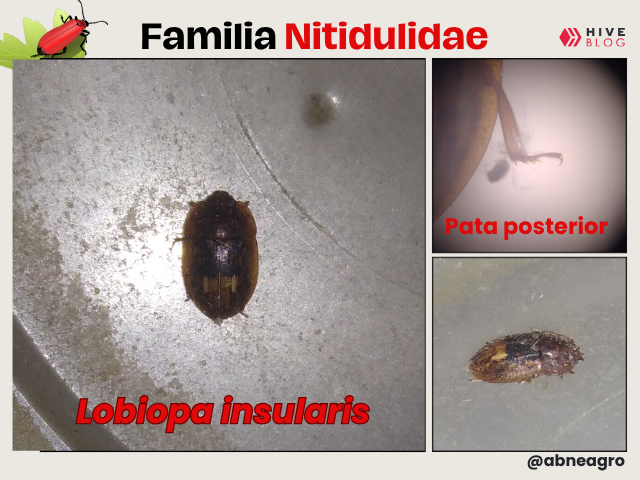 portada (4).png