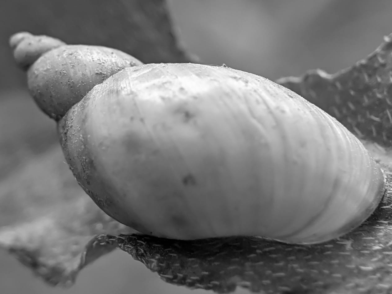 B&W snail (14).jpeg