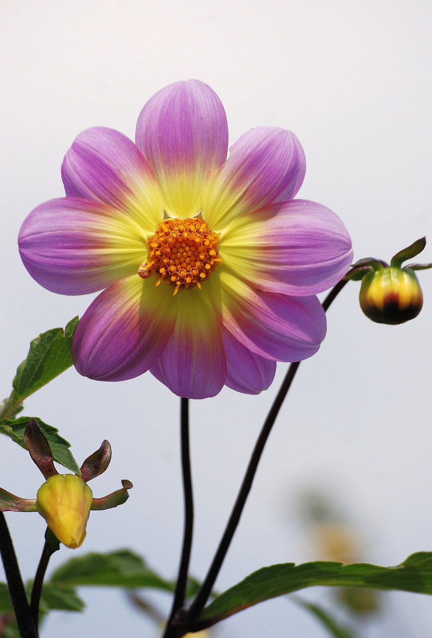 dahlia-357151_1280.jpg