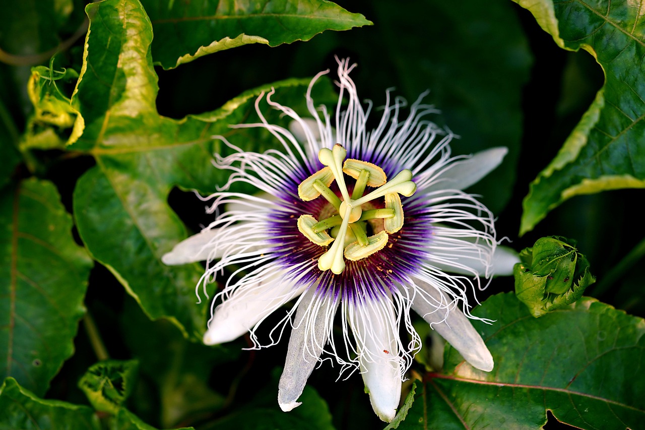 flower-7703353_1280.jpg