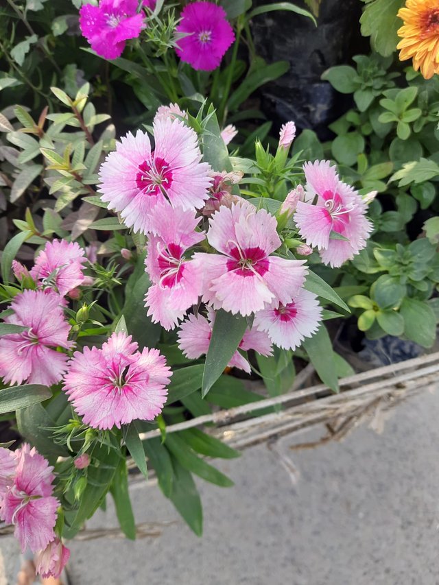 China pink flower plant 2.jpg