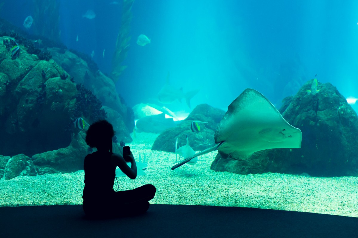 oceanarium_aquarium_lisbon_portugal_tourism_trip_marine_life_stingray-1187809.jpg!d.jpg