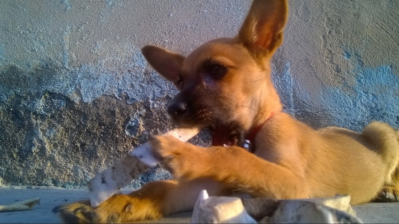 01-Mascota.jpg
