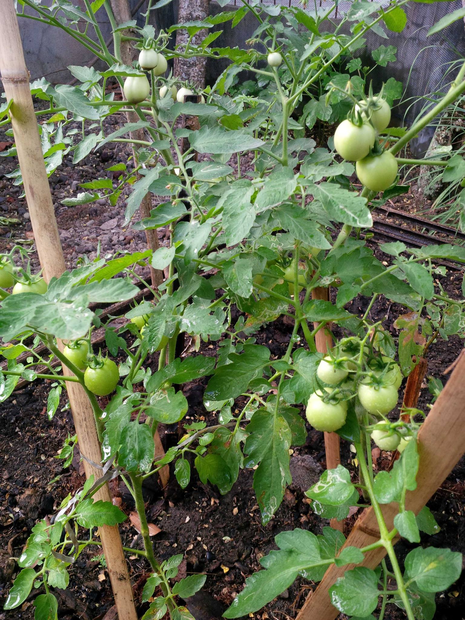 gardening tomatoes with uncle jesse.jpg