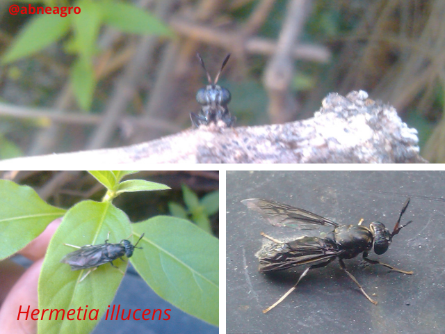 Diptera f 3.png