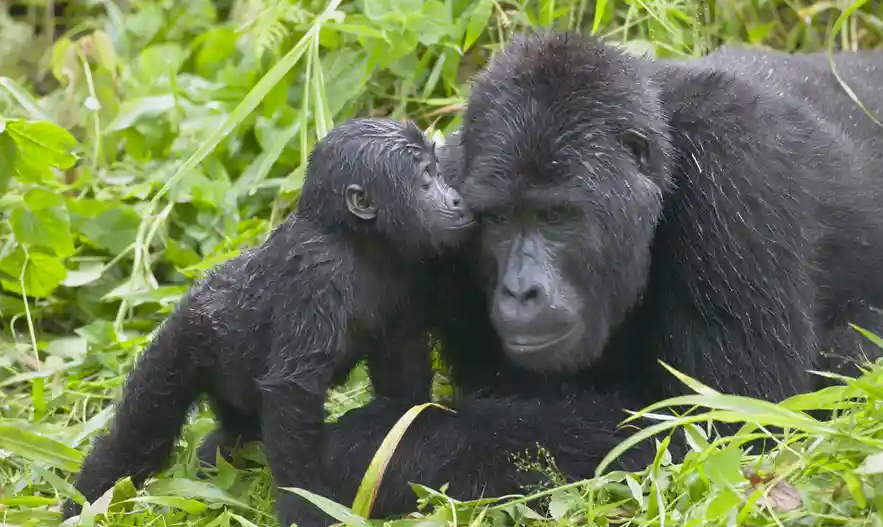 Eastern Lowland Gorilla.png