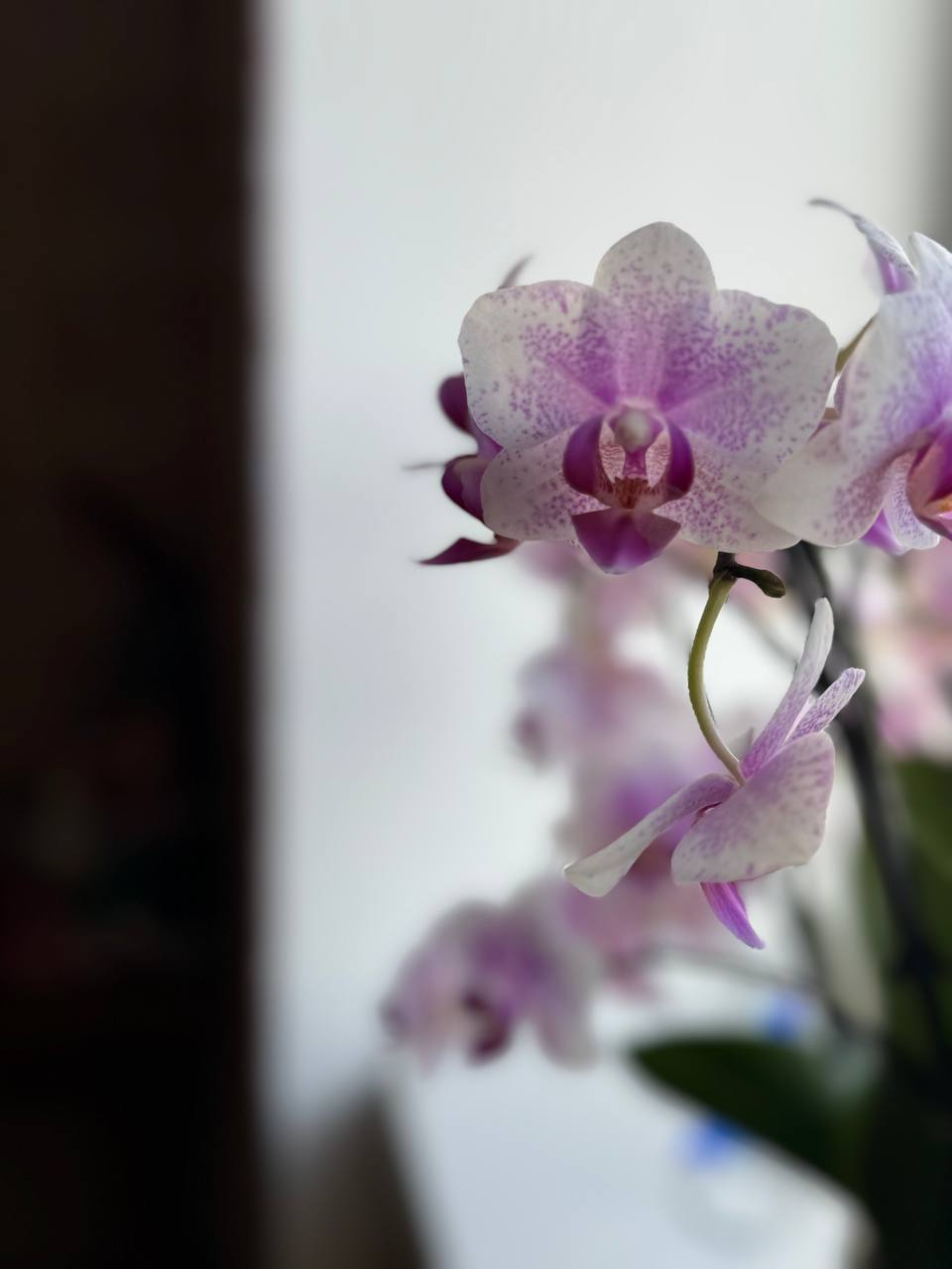 IMG_1680.jpeg