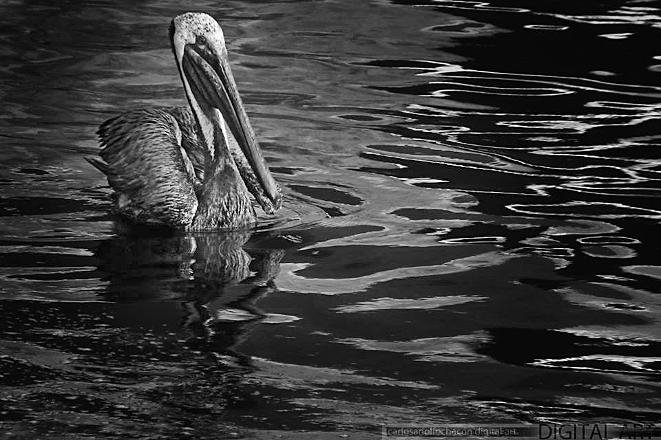 pelicano.jpg