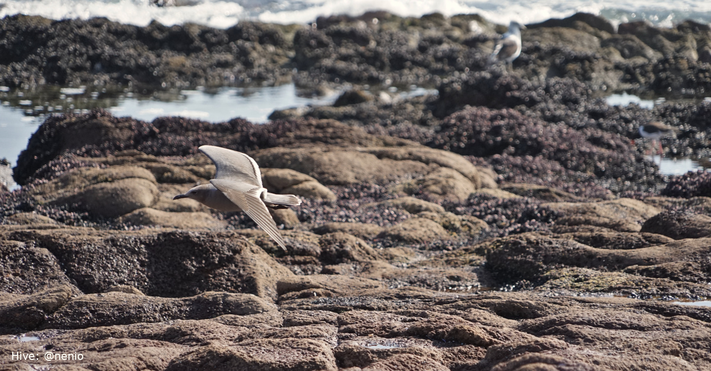 gray-seagull-001.jpg