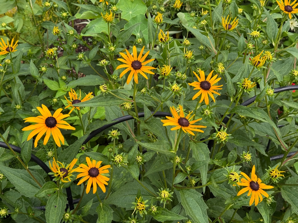 hivegarden-black-eyed-susans.jpg