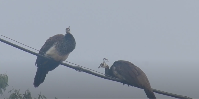 Peacocks sitting on a line