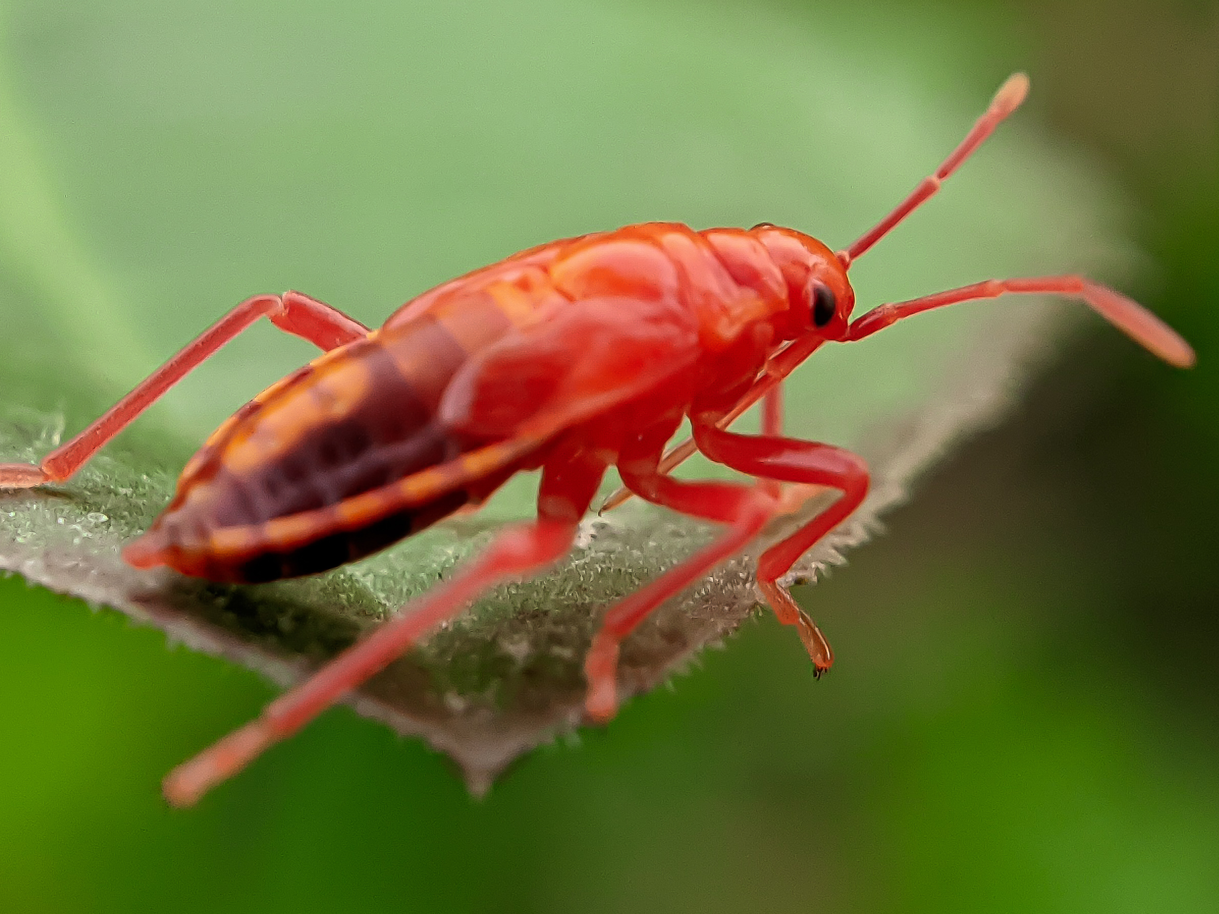 Red Bug (8).jpg