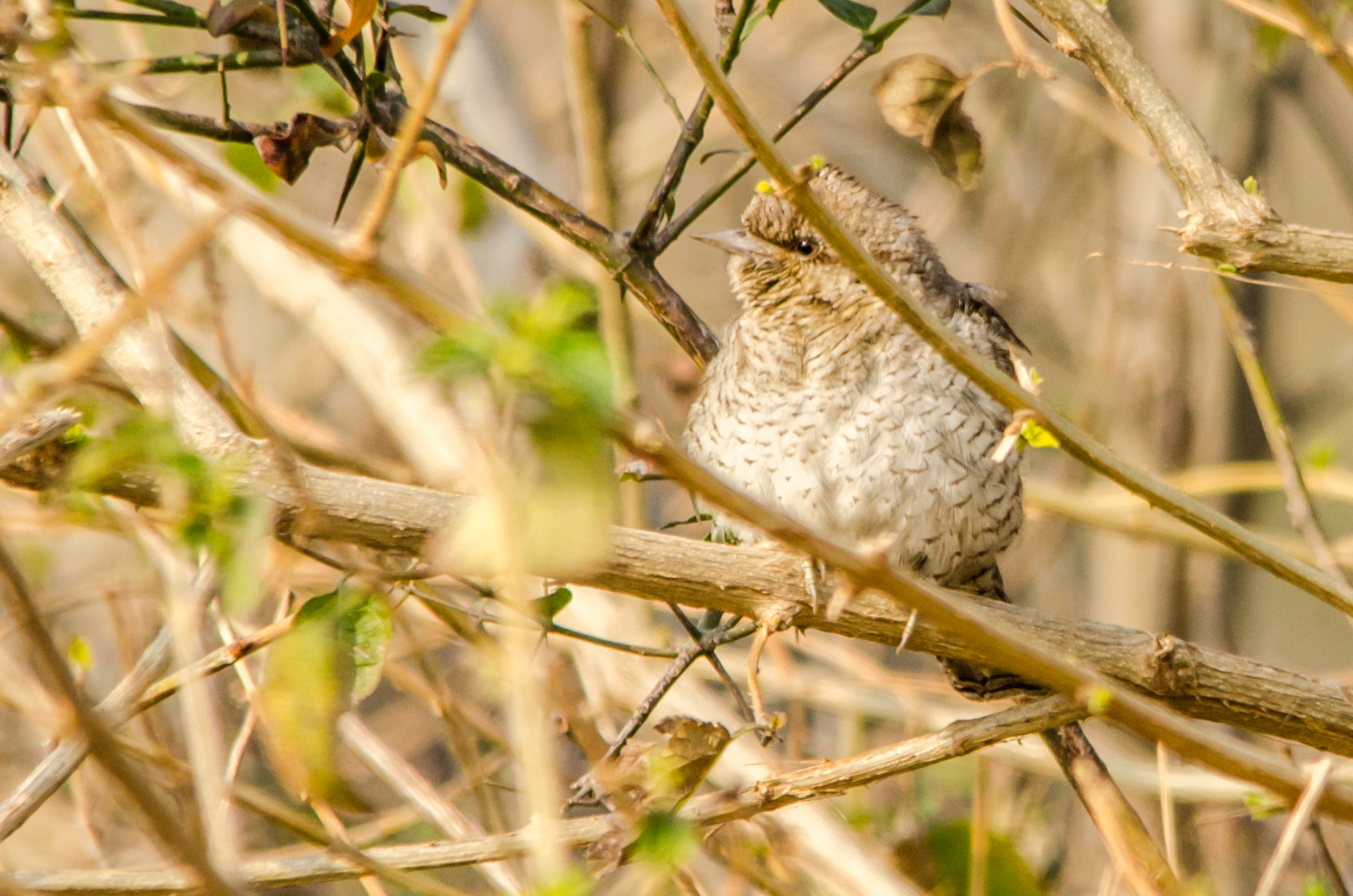 DSC_5887.jpg