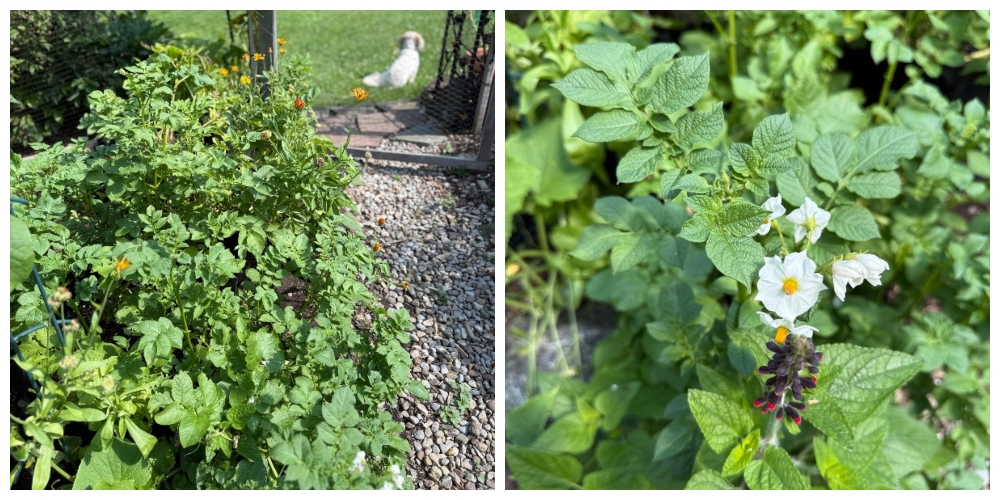 hivegarden-potatoes.jpg