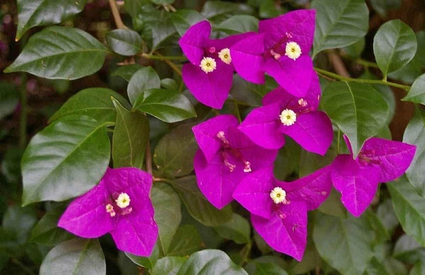 Buganvilla-spectabilis-flores.jpg