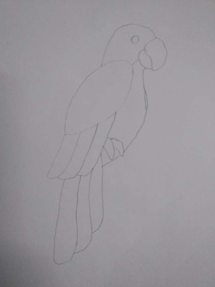 Parrot - Original Pencil on Paper by G. Galantara - Late 19th Century Late  19th Century for sale at Pamono