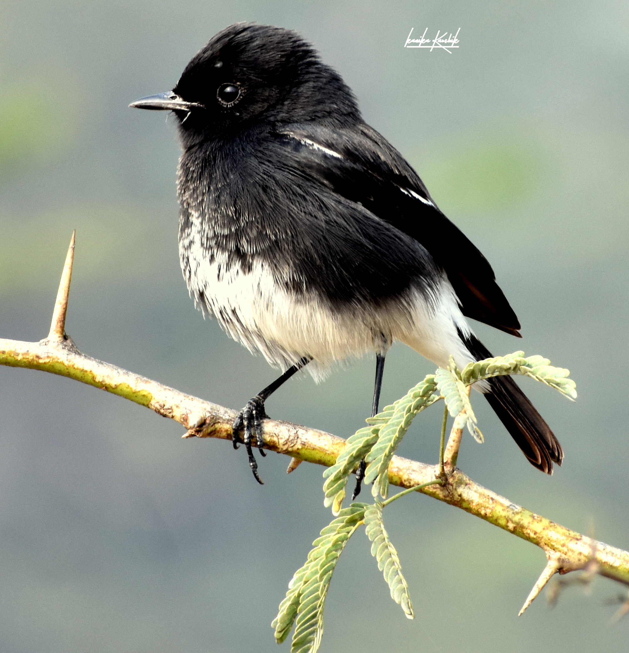 Pied bush chat.JPG