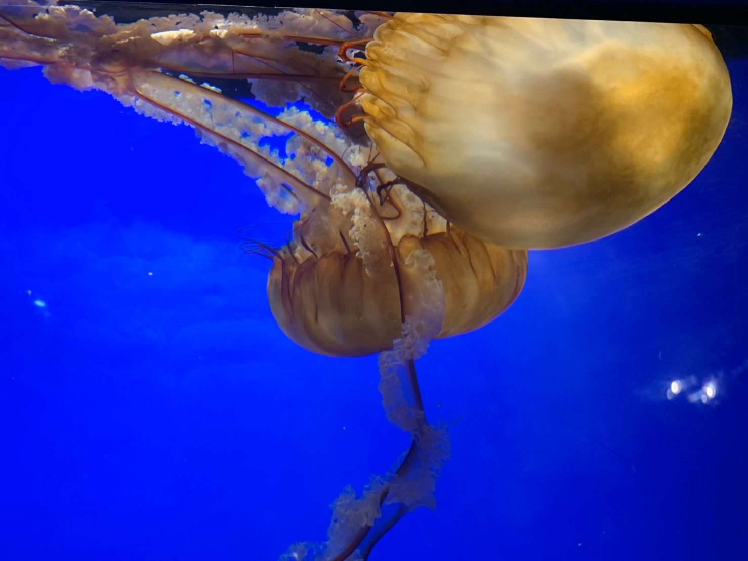 California Academy of Sciences59.jpg