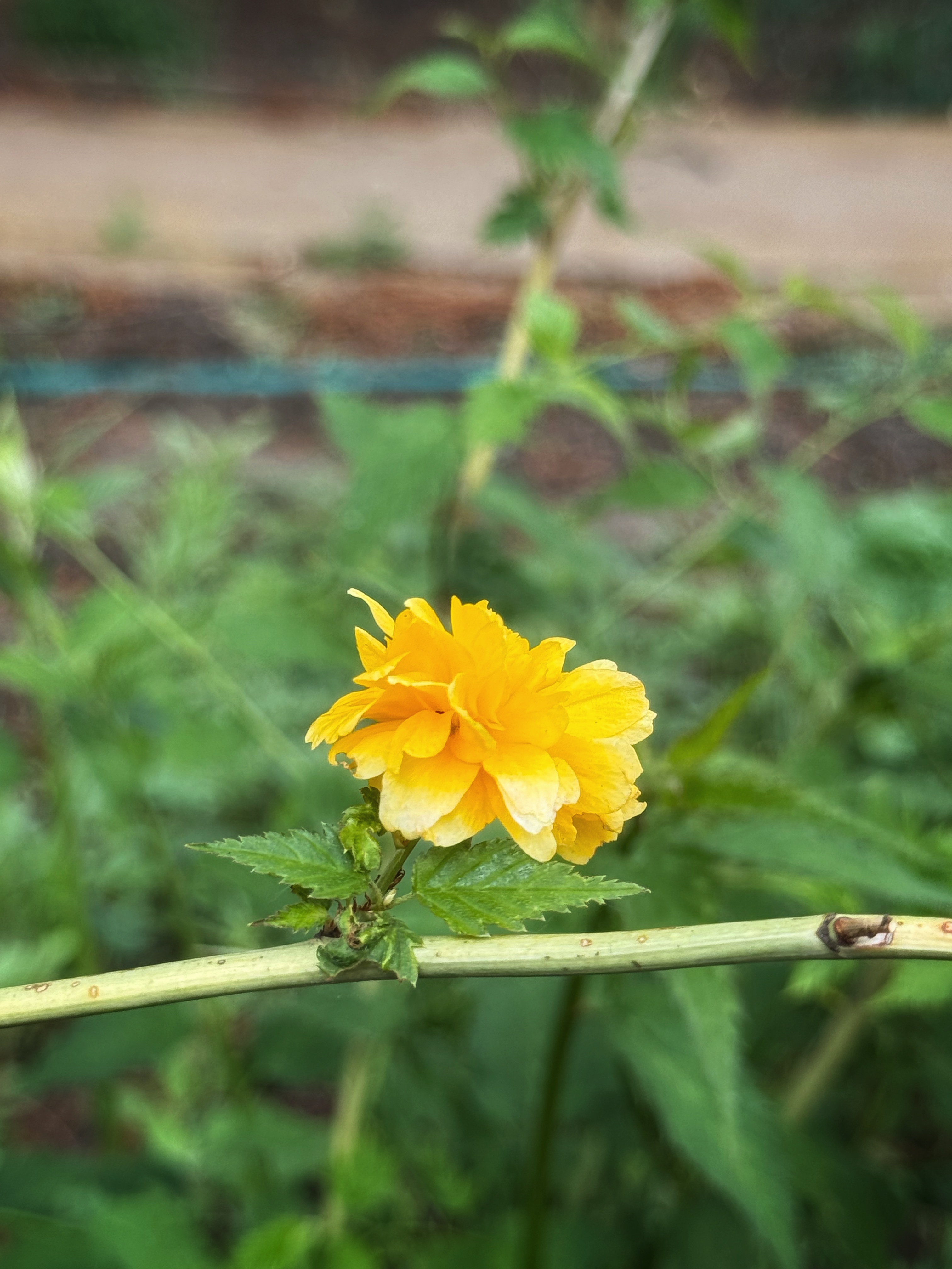 IMG_2611.jpeg
