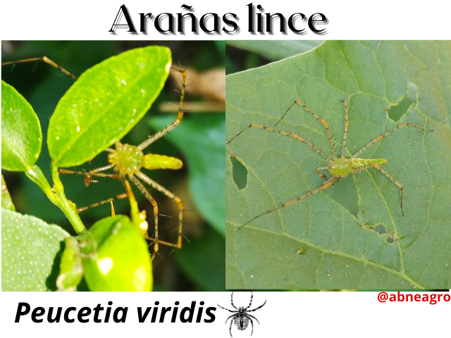 Arañas lince(6).png