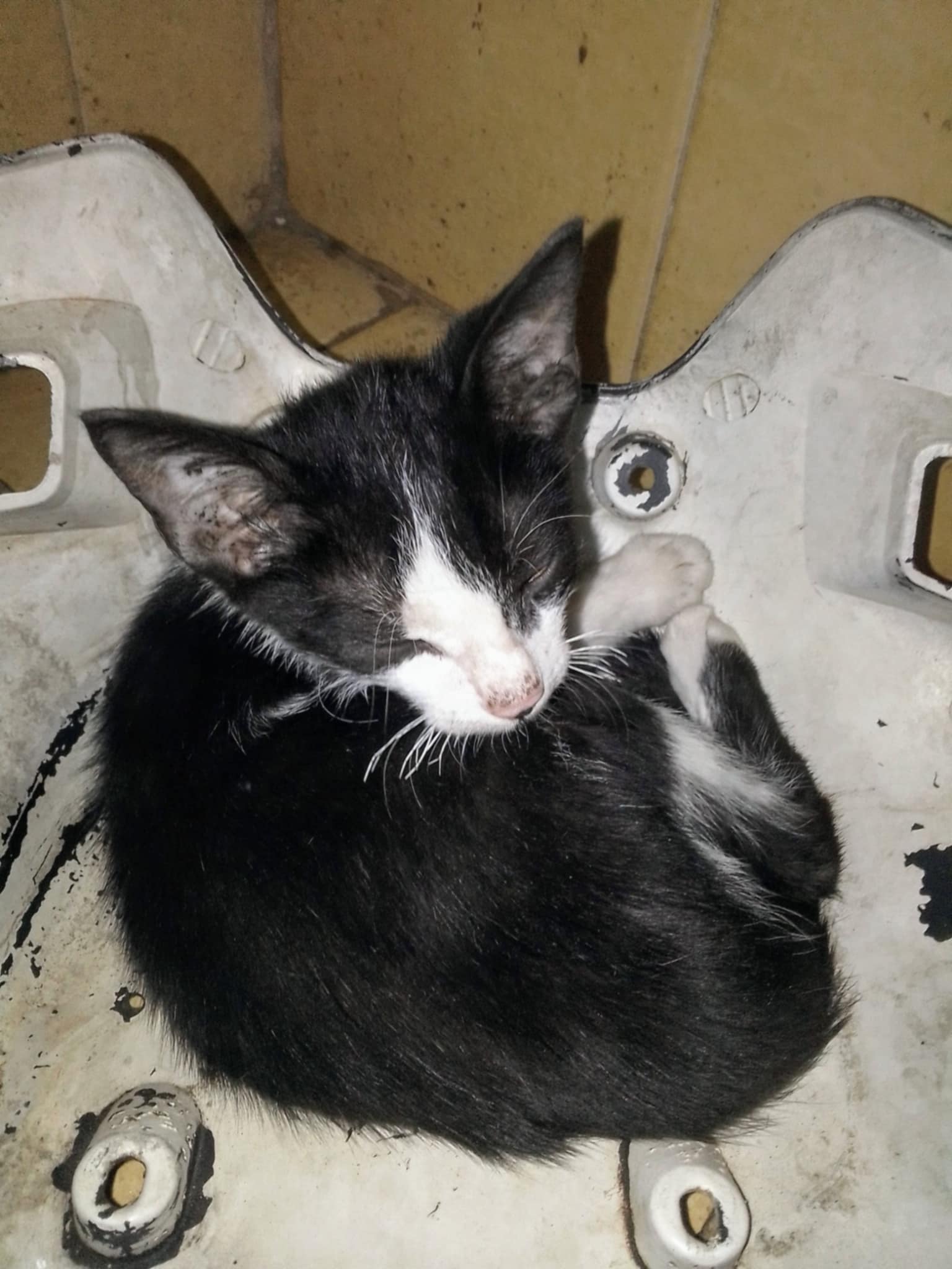 Gatito lesionado por un perro, lo rescate de la calle para cuidarlo mientras sane su cuerpo.