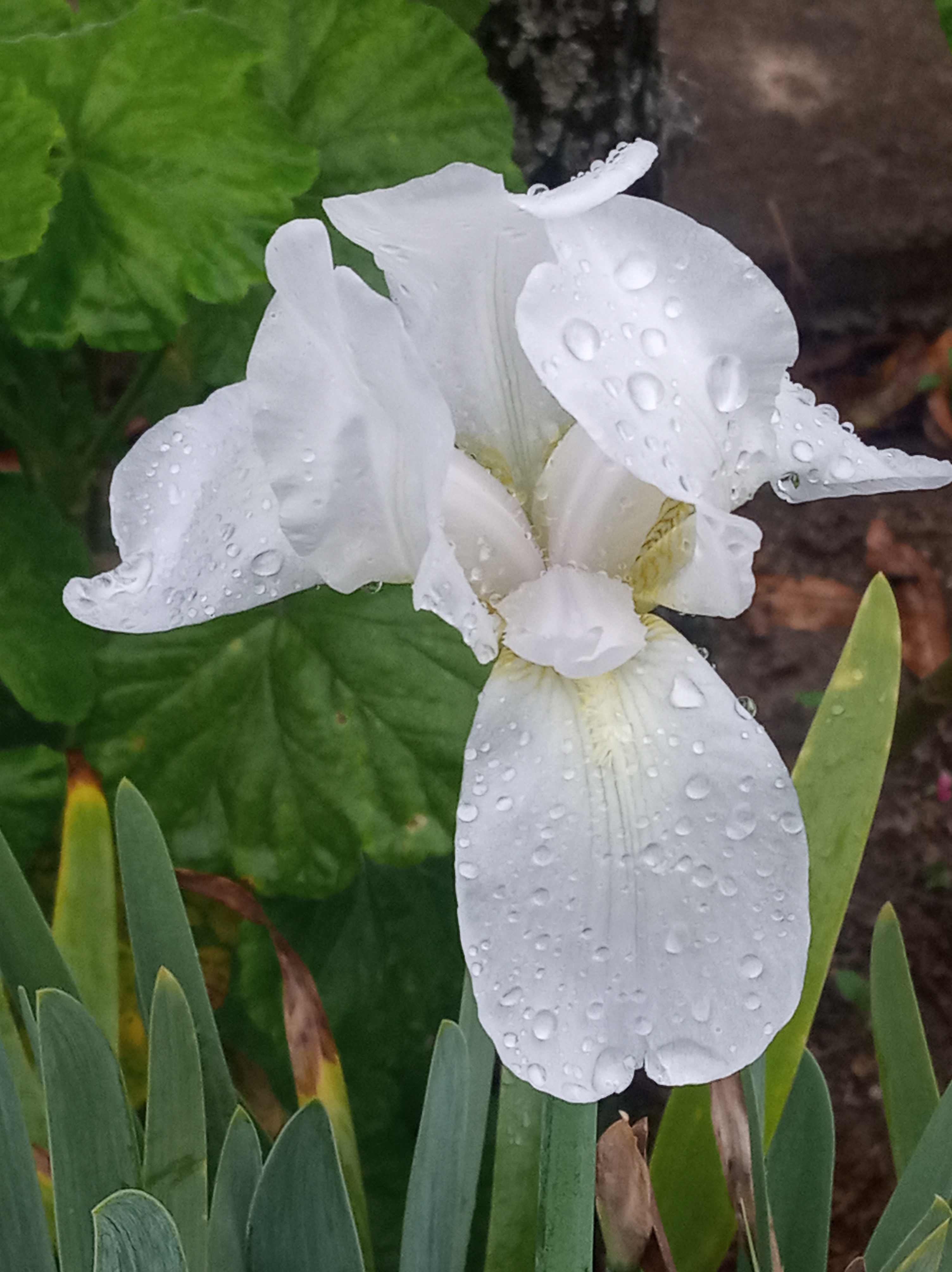 Plantas ornamentales: El cuidado de las orquídeas — Hive