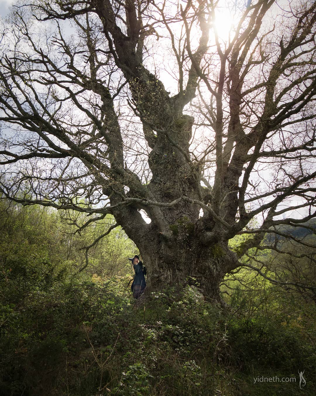 lizarraga oak.jpg
