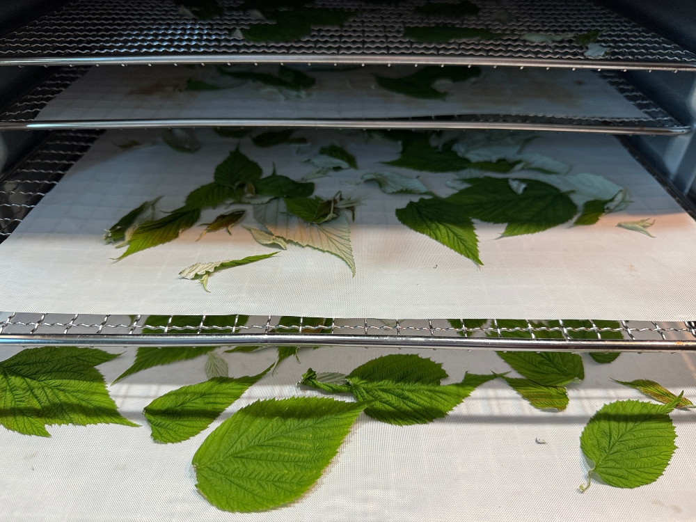 hivegarden-raspberry-leaves-.jpg