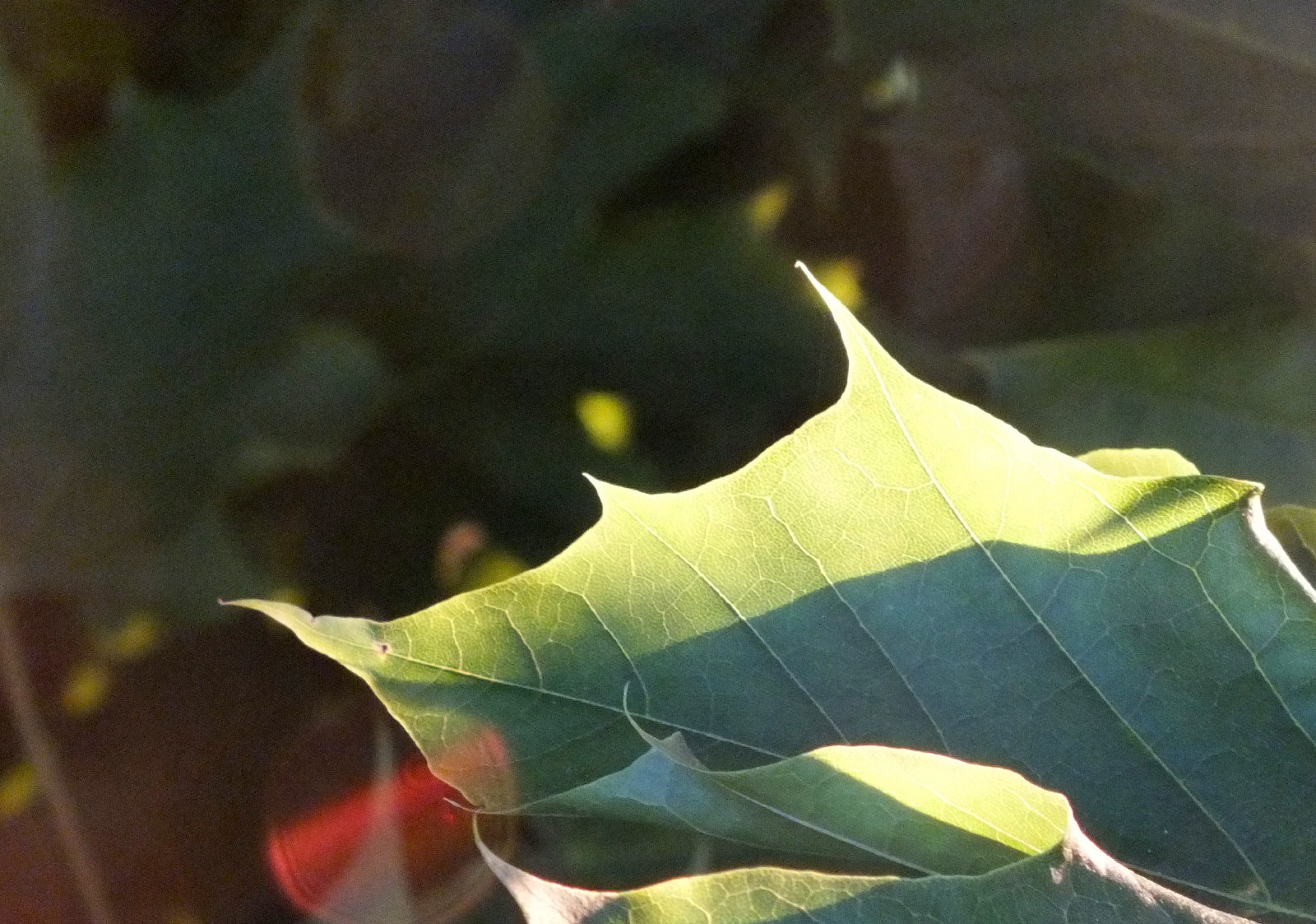 0557Leaf.JPG