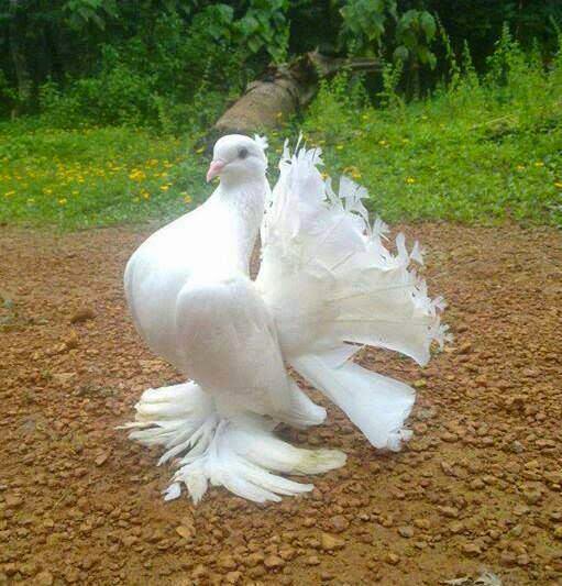 Spesialis Merpati Hias Amirican Fantail.jpg