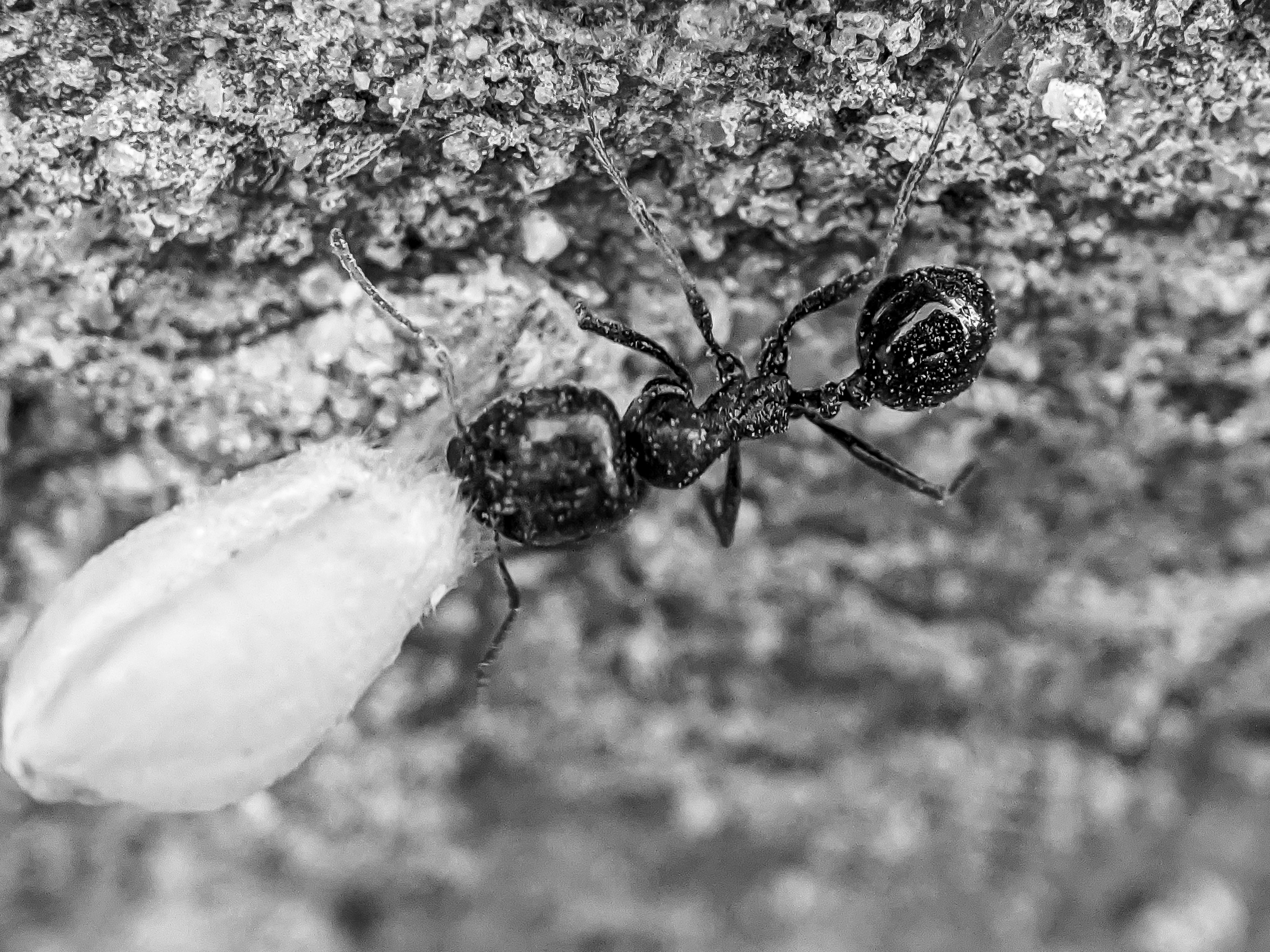 ant (7).jpg