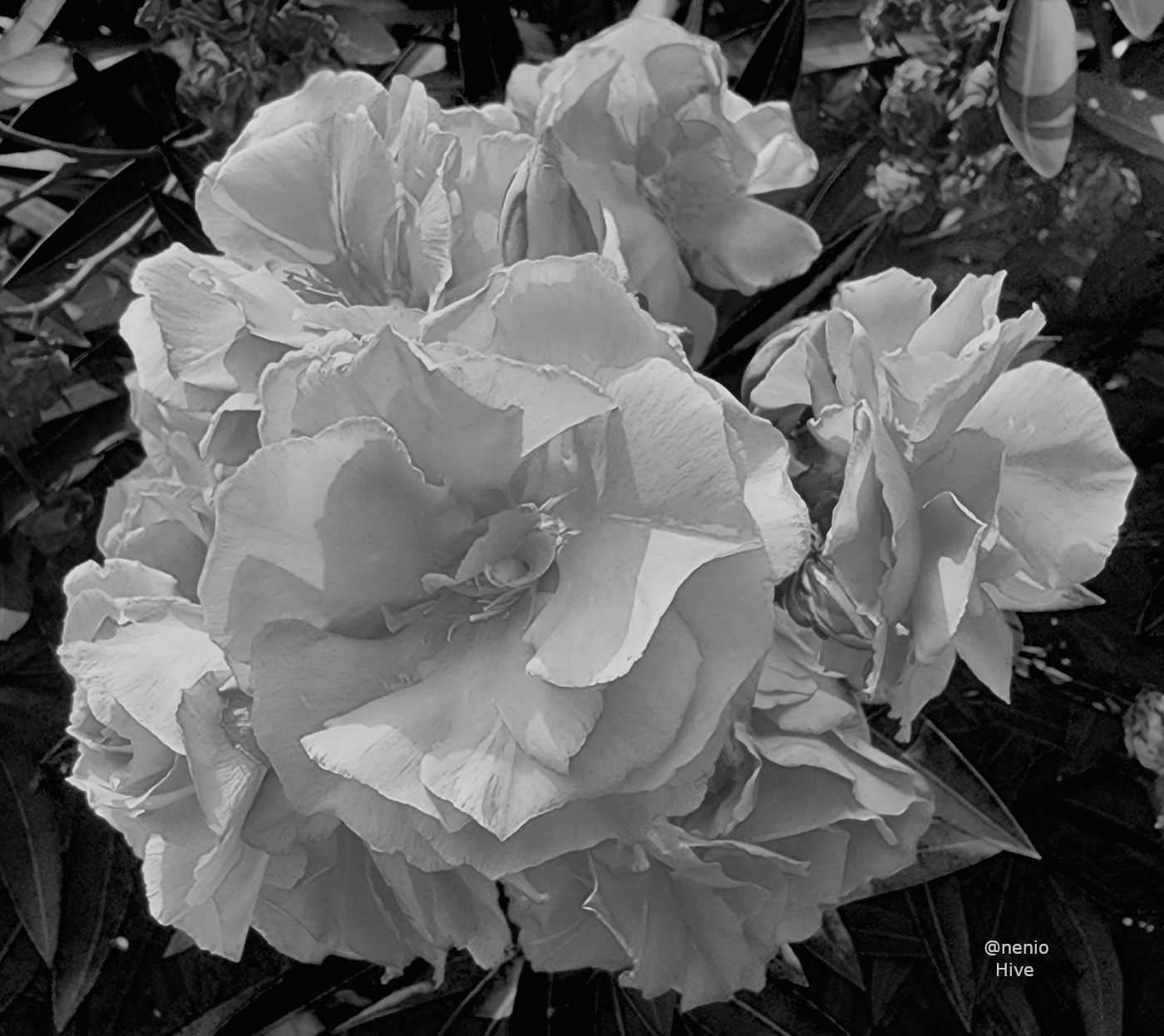 nerium-001-bw.jpg