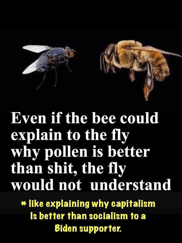 bee to a fly.jpg