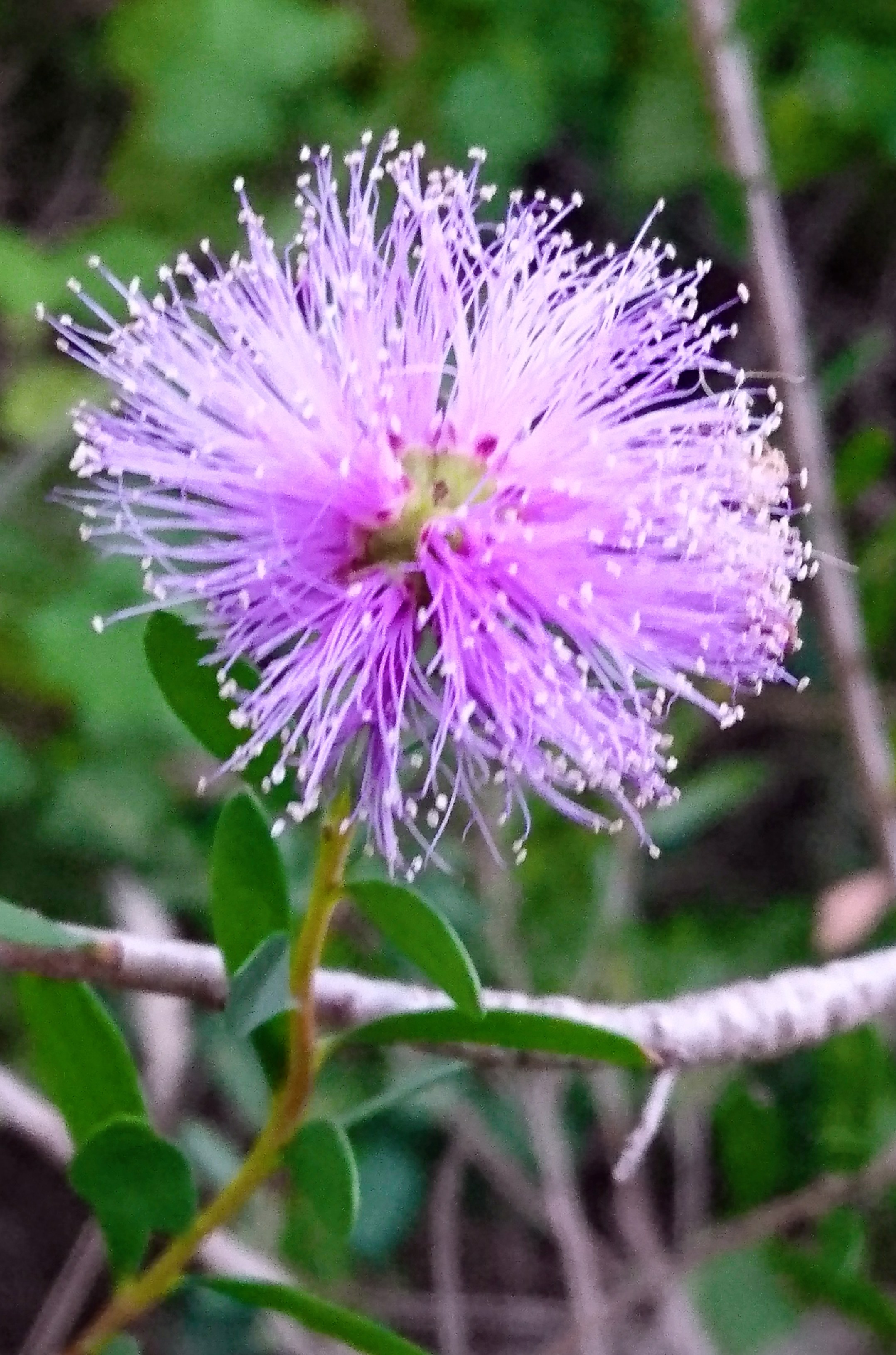 unidentified flower