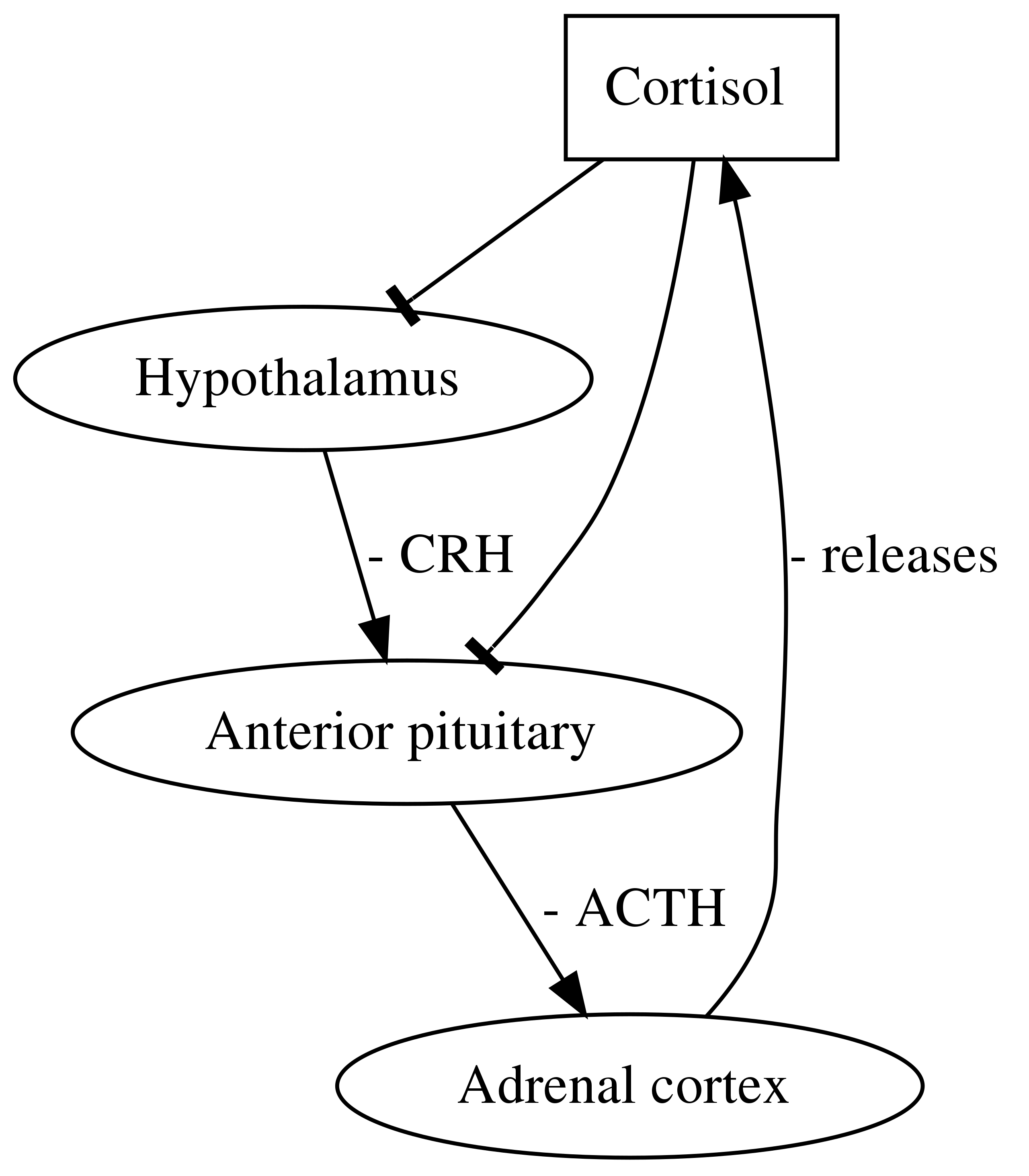 HPA-axis_-_Hypothalamus,_Pituitary_and_Adrenal_cortex_Axis.svg.png