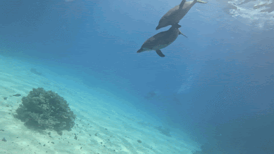 GX010729_1747571790761(1).gif