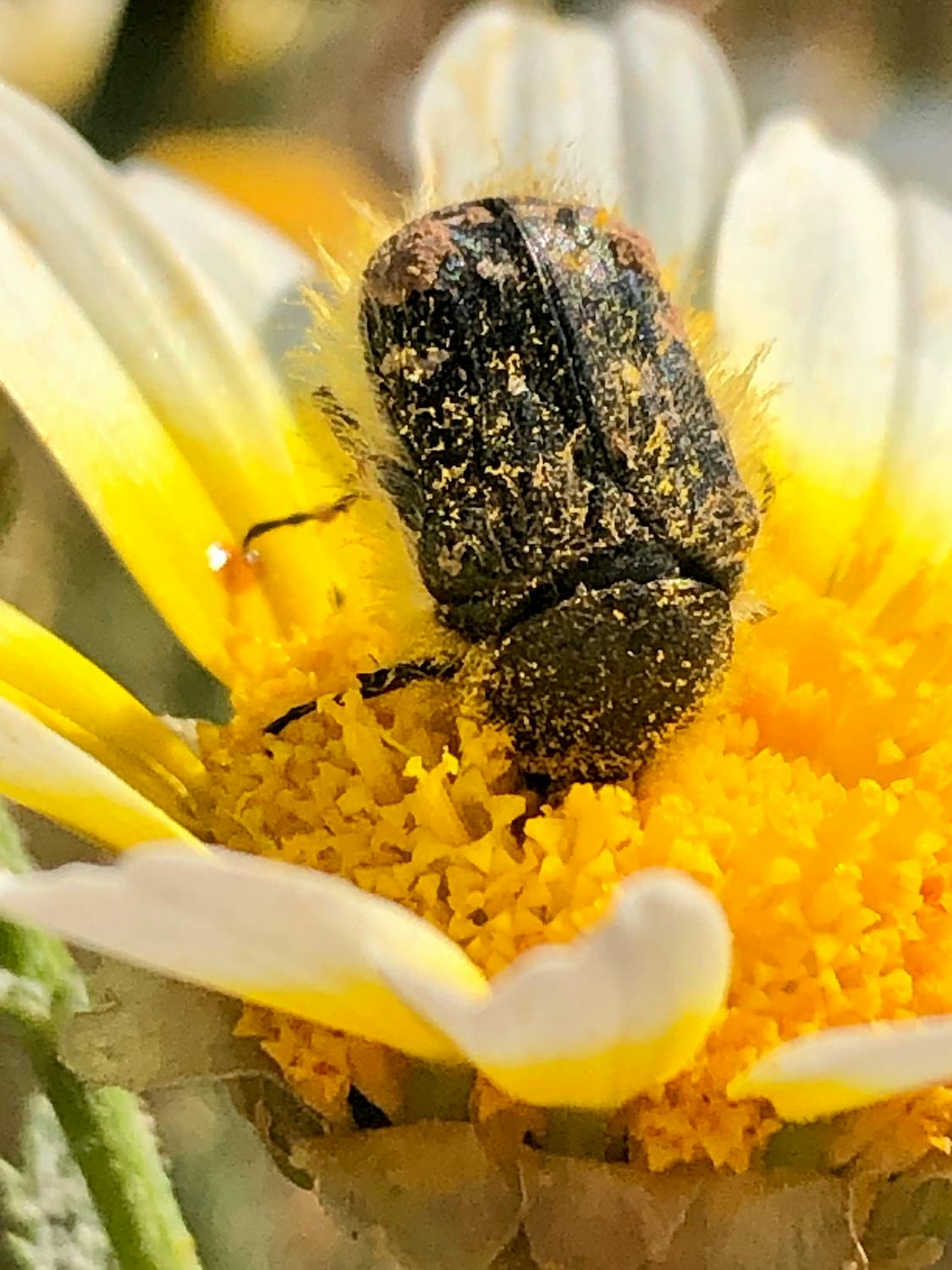 free-photo-of-bug-with-pollen-on-white-daisy.jpeg