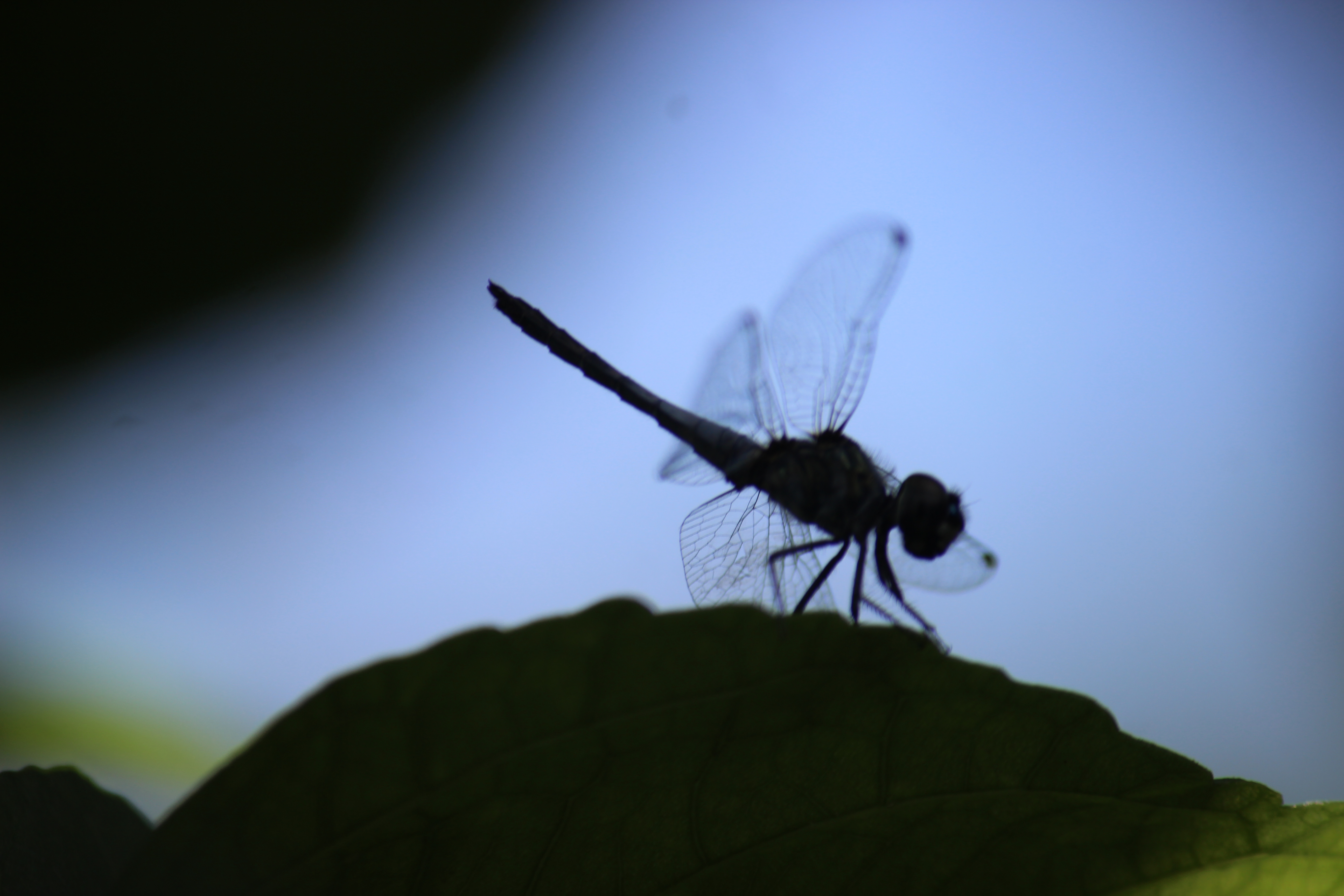IMG_3879.JPG