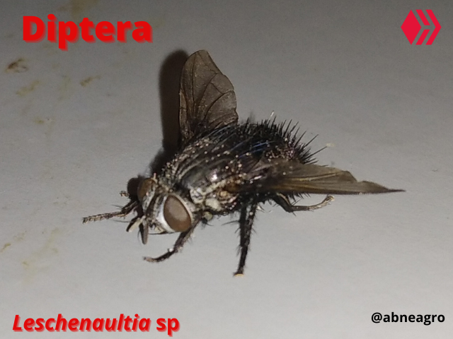 Automeris cf. jucunda (2).png