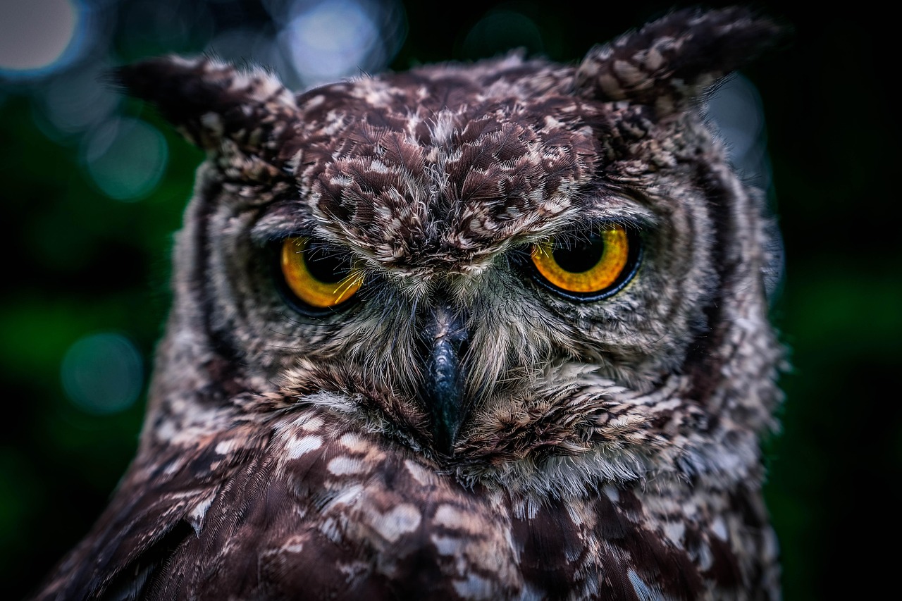 owl-8042983_1280.jpg