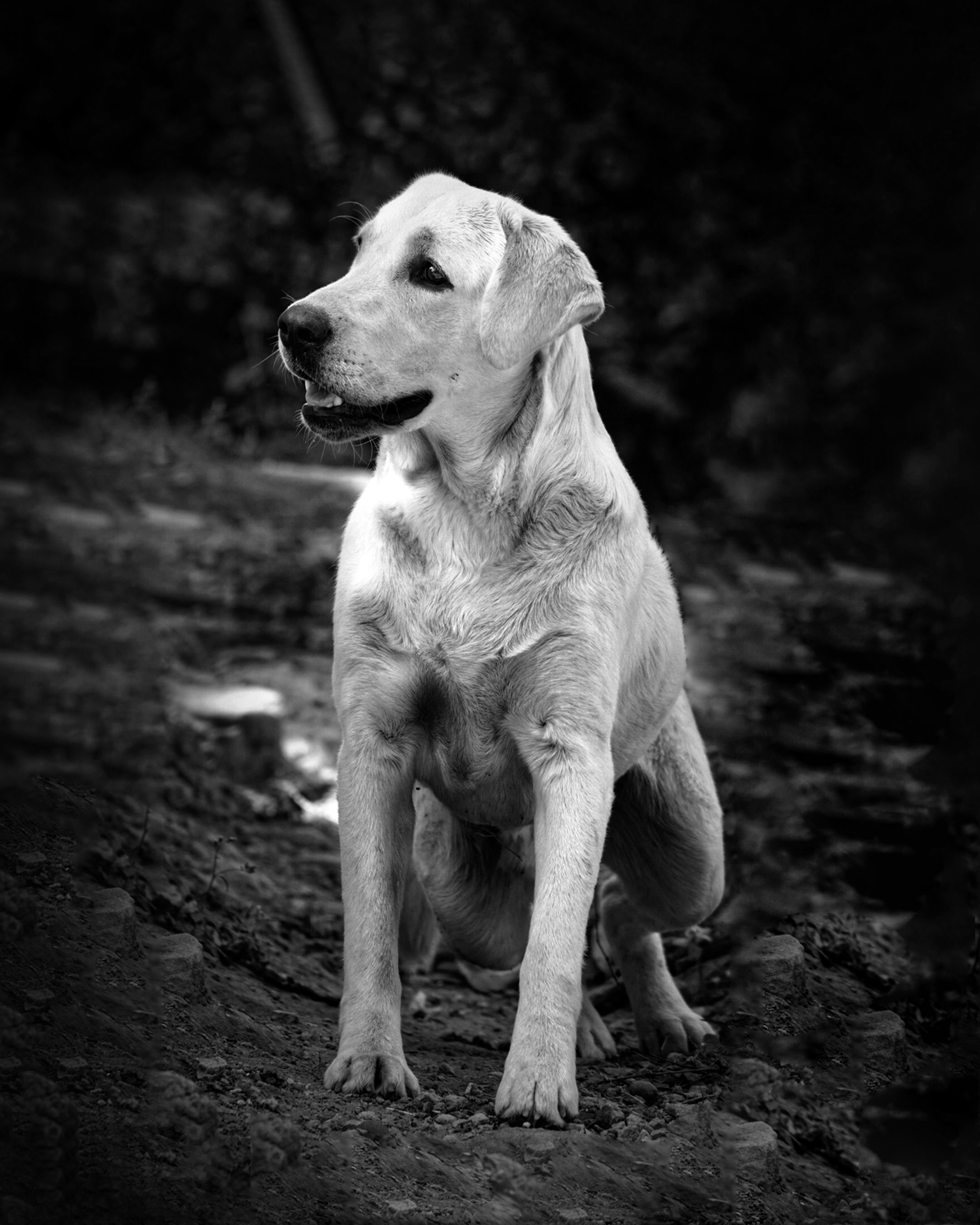 white dog march (1).jpg