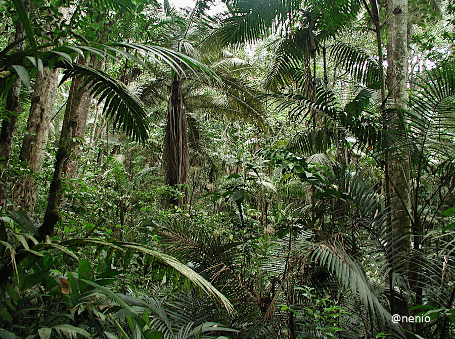 colonia-tovar-forest-002.JPG