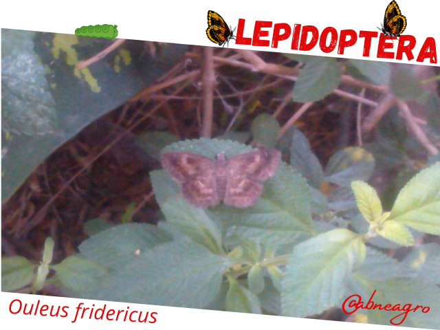 Lepidoptera3.png