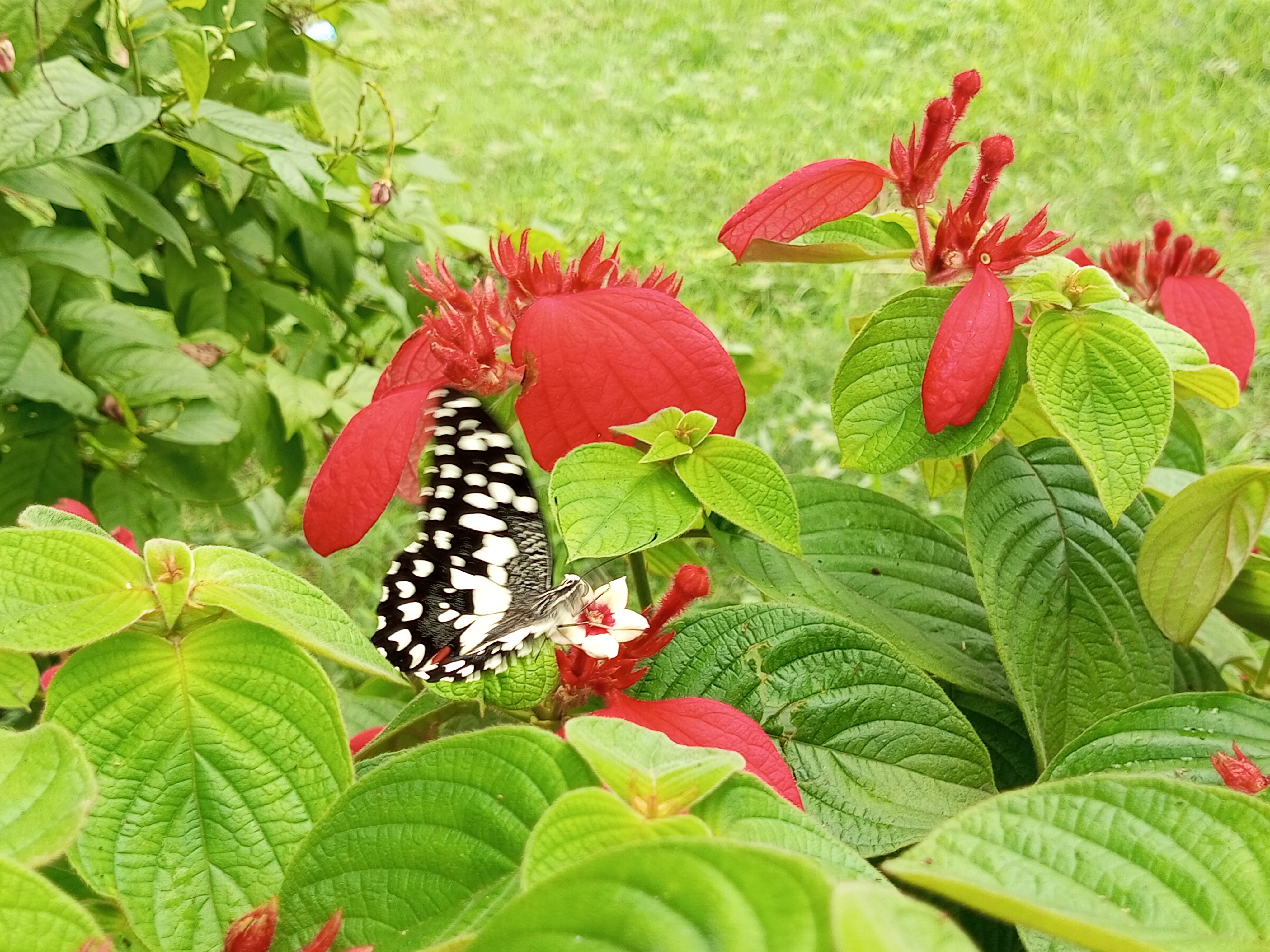 IMG_20250623_125952_399.jpg