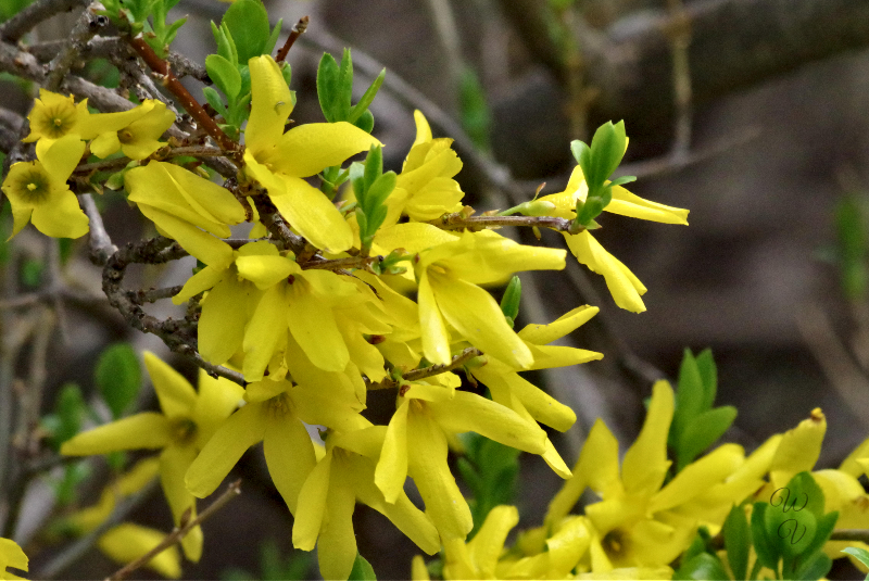 https://images.hive.blog/DQma1gTJR5cUJSfU2EfT7HXTuhiBH65FVSVUcSjDayMJd69/f%205%20forsythia.jpg