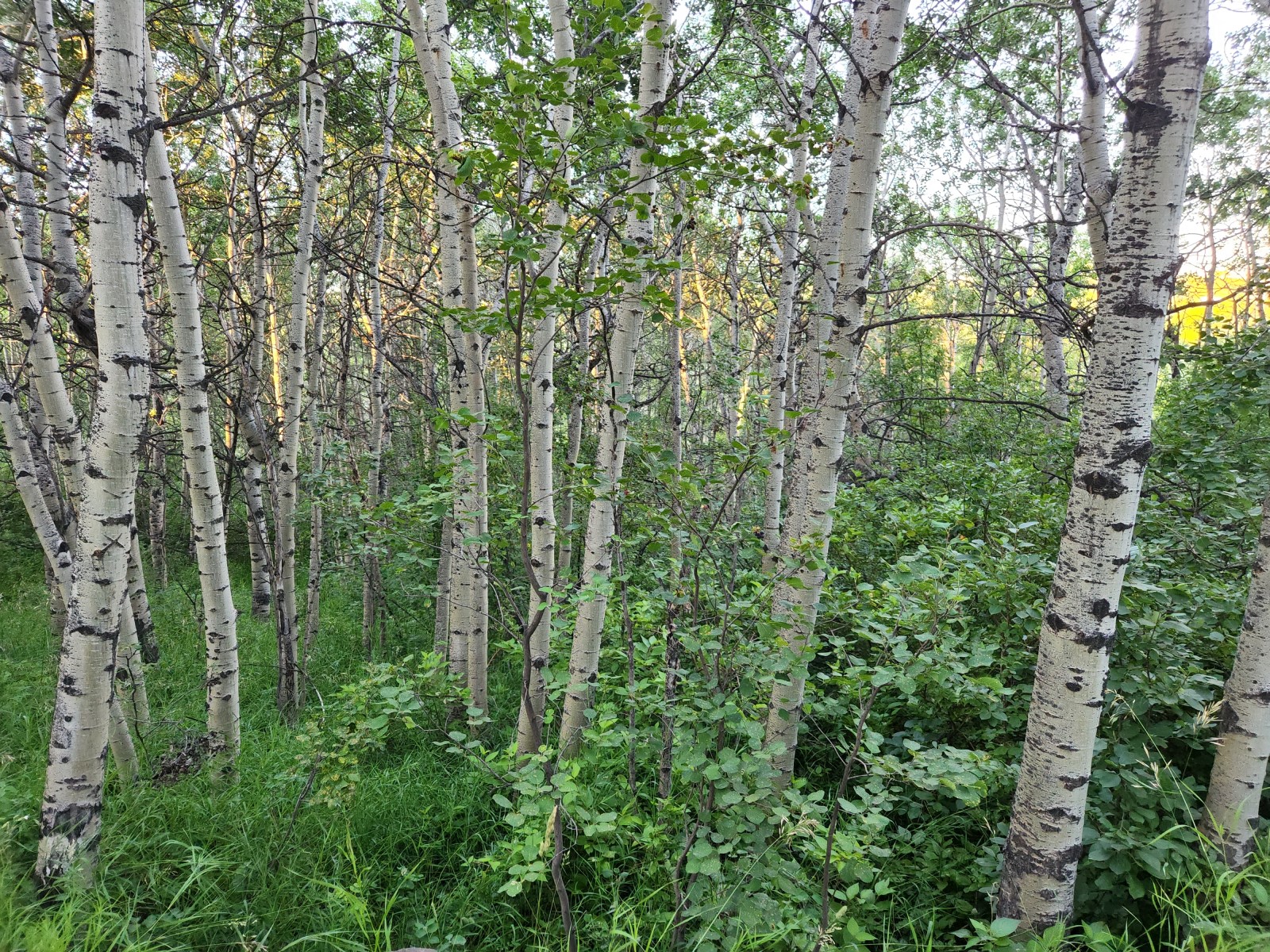 Birch.jpg