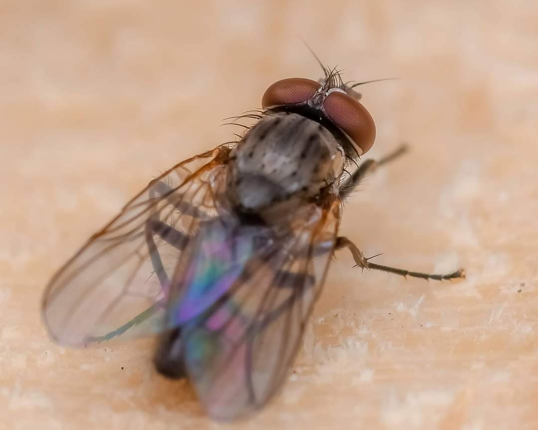 house fly insects (3).jpg